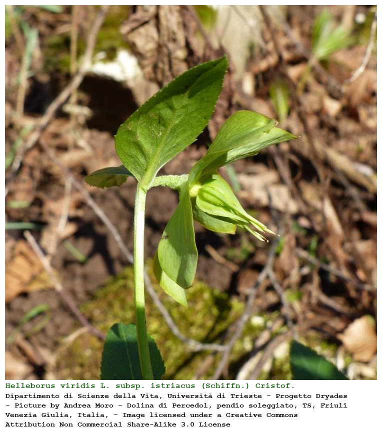 Helleborus viridis L. subsp. istriacus (Schiffn.) Cristof. & Zanotti